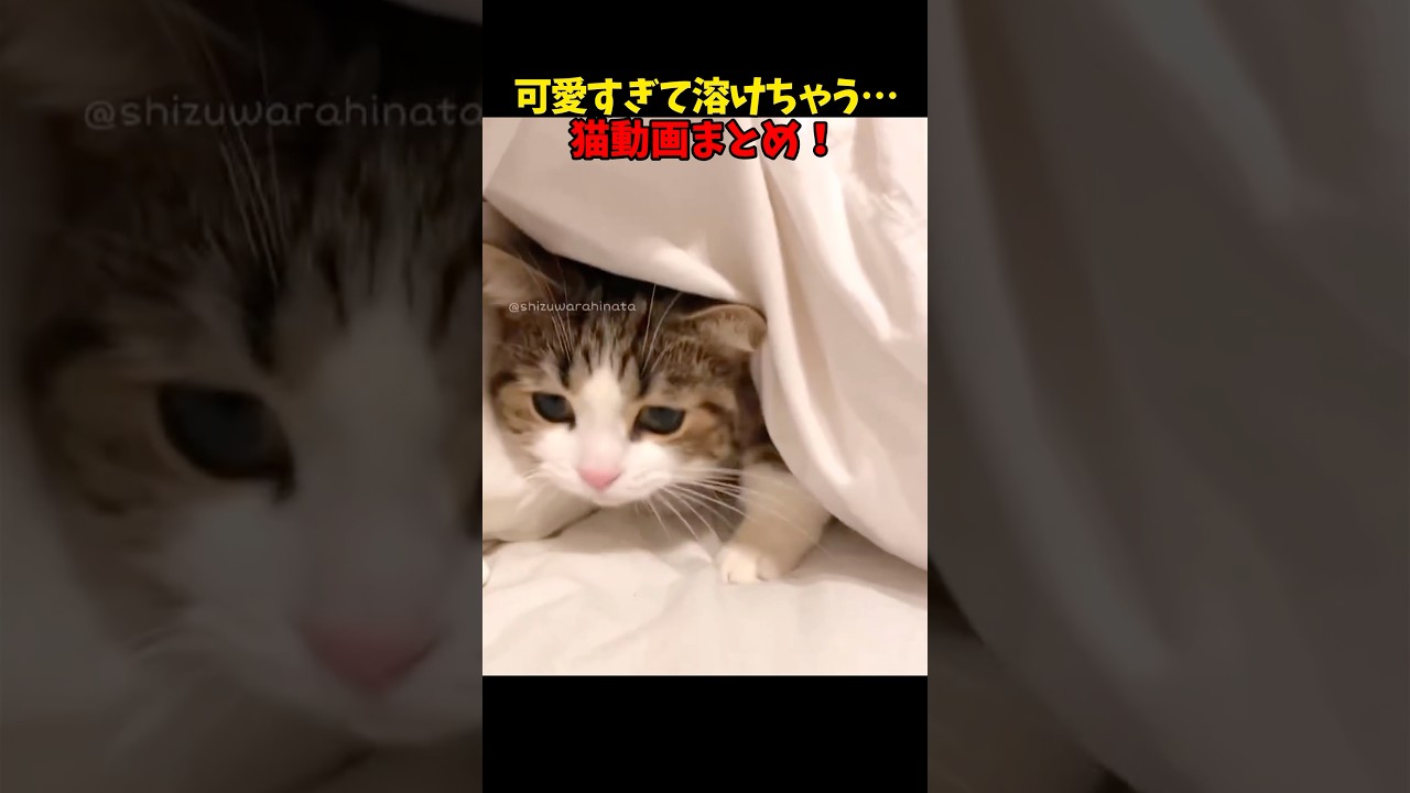 溶けちゃう溶けちゃう… #猫 #cat #cats #ねこ