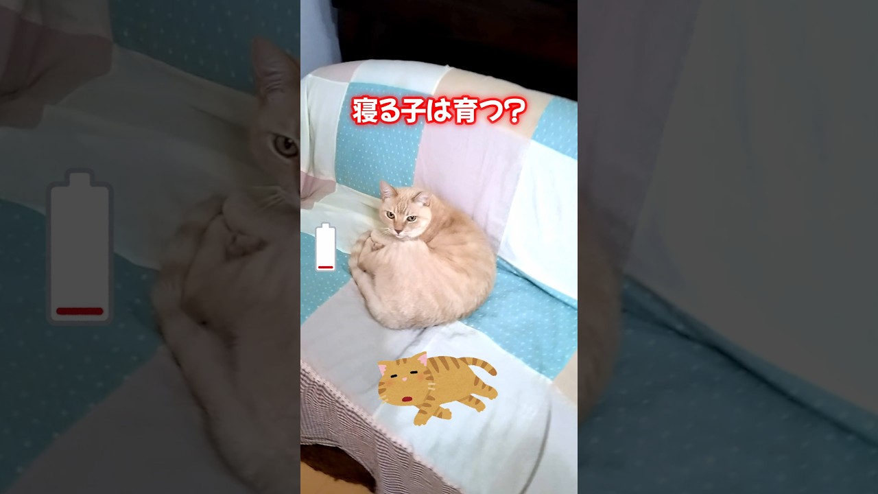 【癒し猫】良く寝る子😽は育って反撃🥊を開始！見逃せない❓