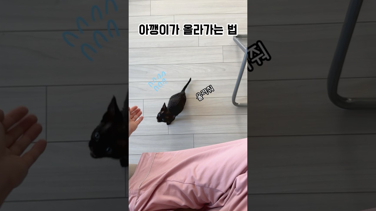 나는 손레베이터 탄다😸 #데본렉스 #검은고양이 #아기고양이 #고양이짤 #고양이일상 #귀여운고양이 #고양이영상