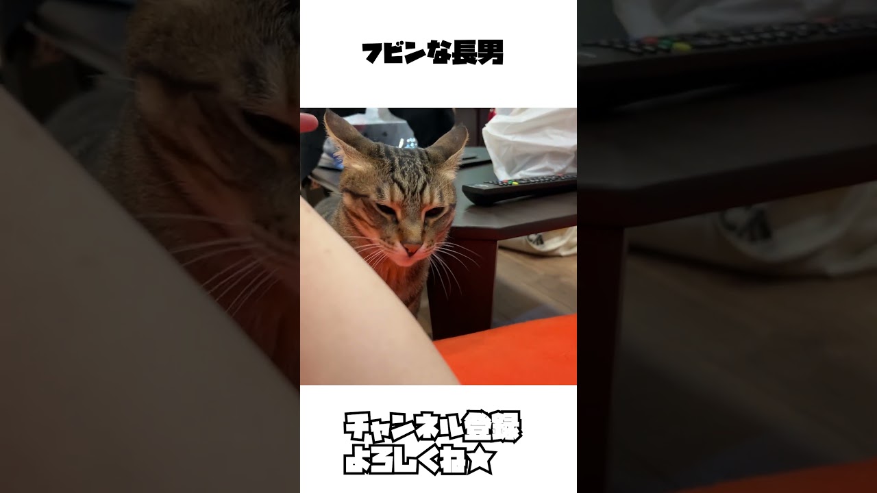 寝場所を奪うだけ奪って去るかまってちゃん。#shorts #猫