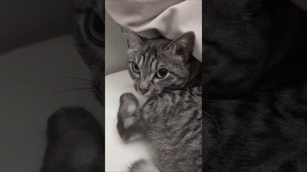 朝から一緒にいる幸せ❤️【幸のスズ】#shorts #ねこ #猫のいる暮らし #cat #保護猫  #cats #癒し動画  #kitten #catshorts