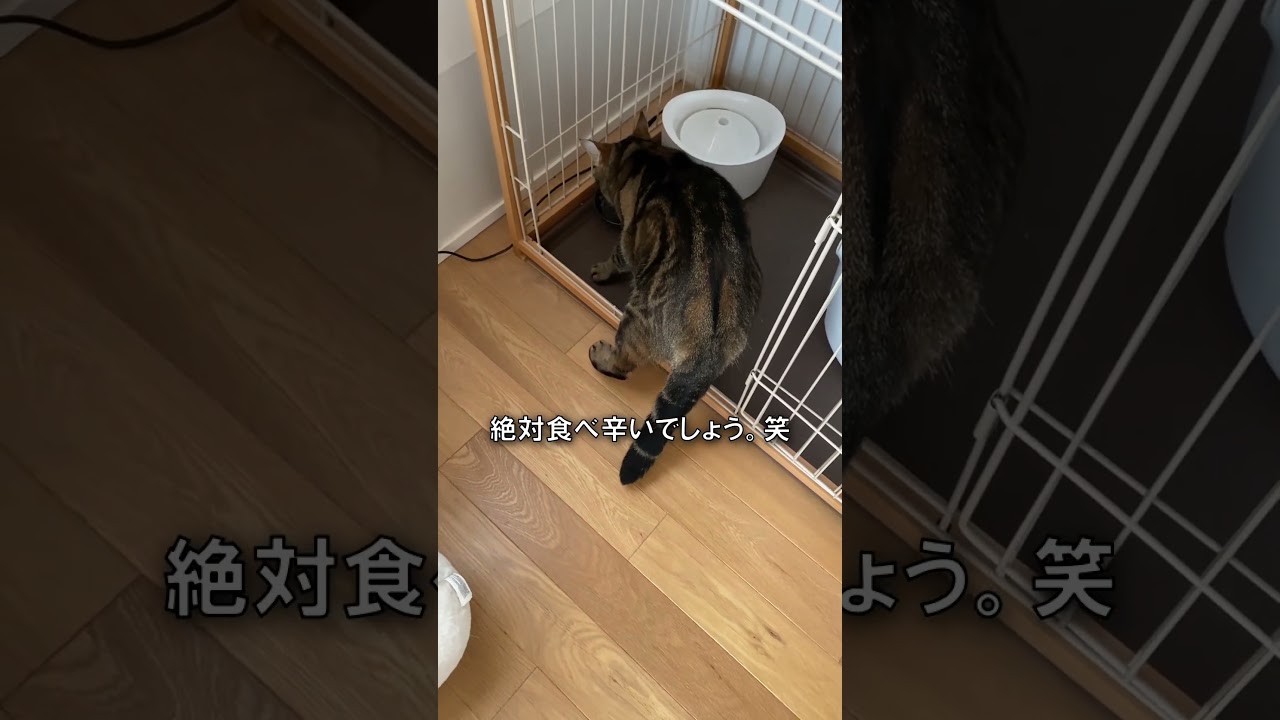 満腹でハイになるネコ【アメショのほっけ】 #猫