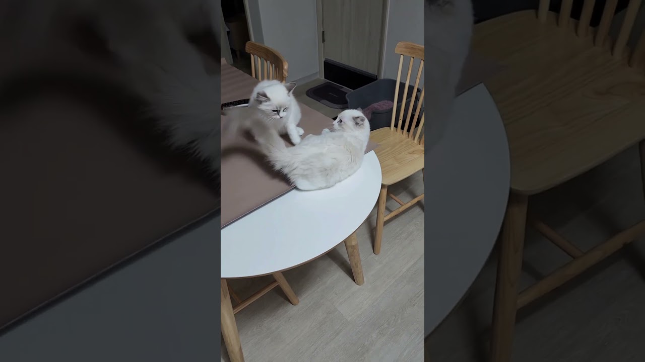 대결2｜양양이 vs 춘양이, 오늘은 누가 이겼을까? 🐱⚡