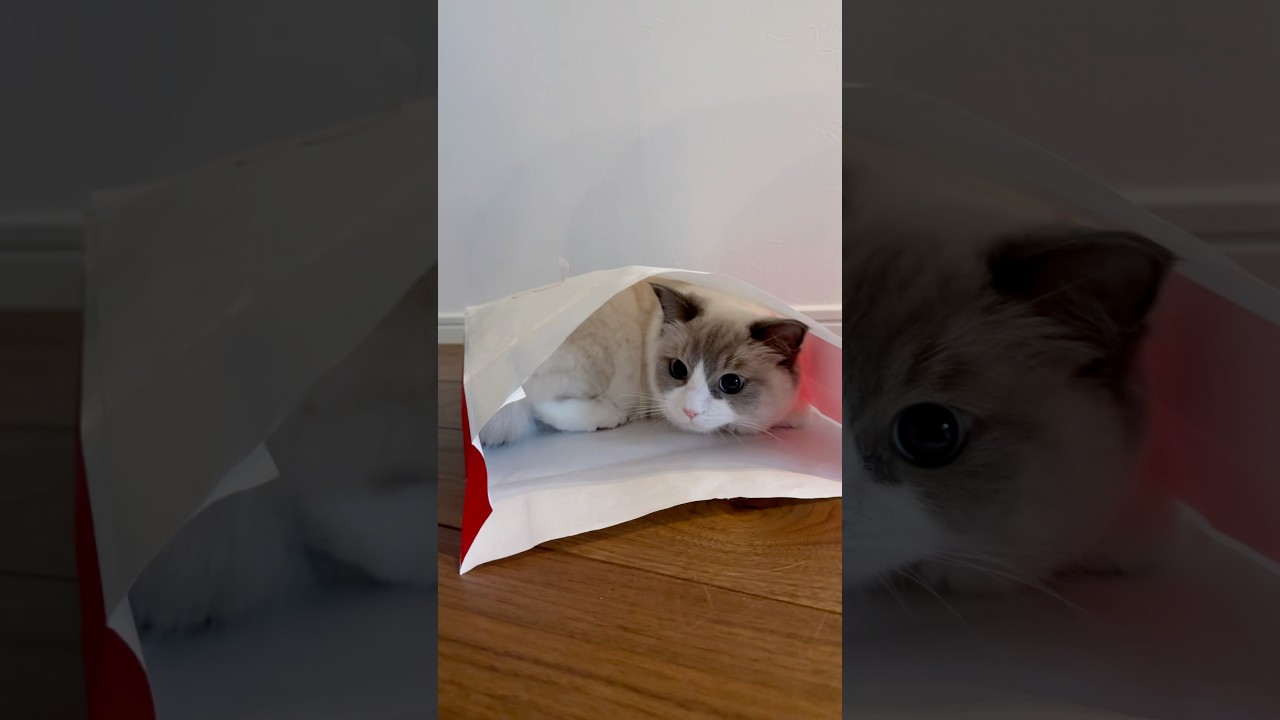 なぜ猫は紙袋が好きなのか #ラグドール #ブルーポイントバイカラー#猫のいる生活 #ねこのいる生活 #ハチワレ