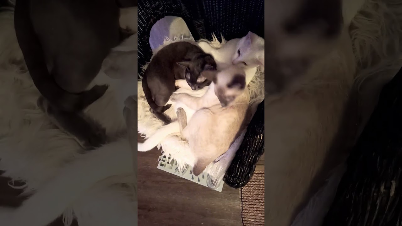 Jealous Cat Drama: Korat, Siamese, and Shorthair Cuddle Gone Wrong! 🐾