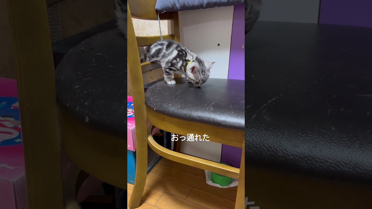 生後51日目みんなでパパの寝床で寝るよ。#子猫#アメショ#アメリカンショートヘア#猫の日常#cat#cats