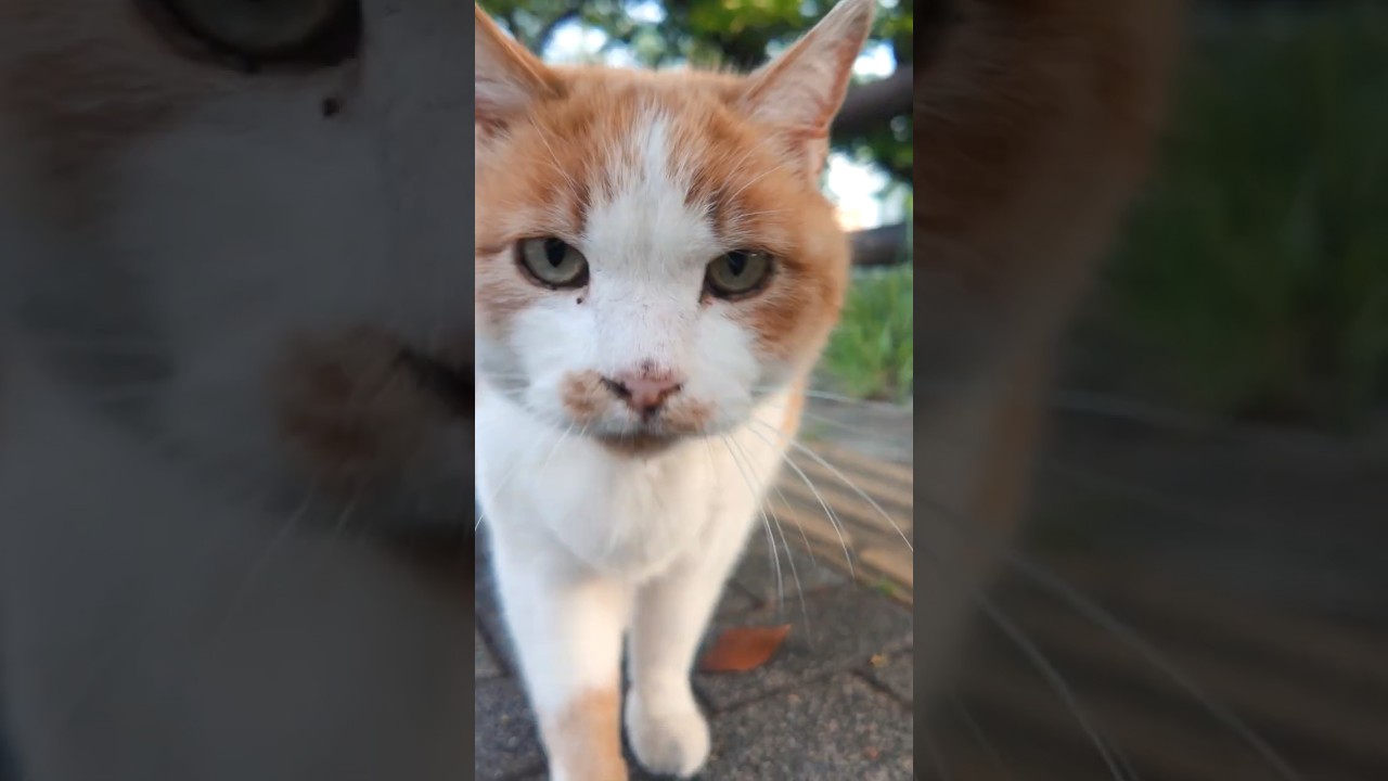 大切な相棒を亡くしひとり縄張りで暮らす猫