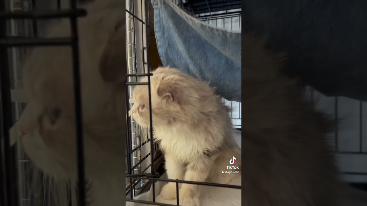 #里親募集中子猫アゴはネコ #子ネコ #猫のいる暮らし #好きな子猫 #子猫