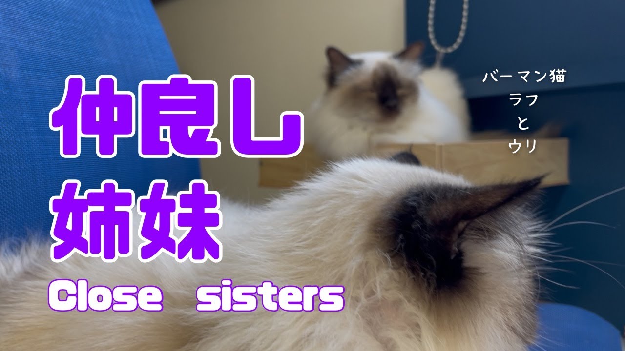 バーマン猫ウリとラフ【仲良し姉妹】Close sisters（バーマン猫）Birman/Cat