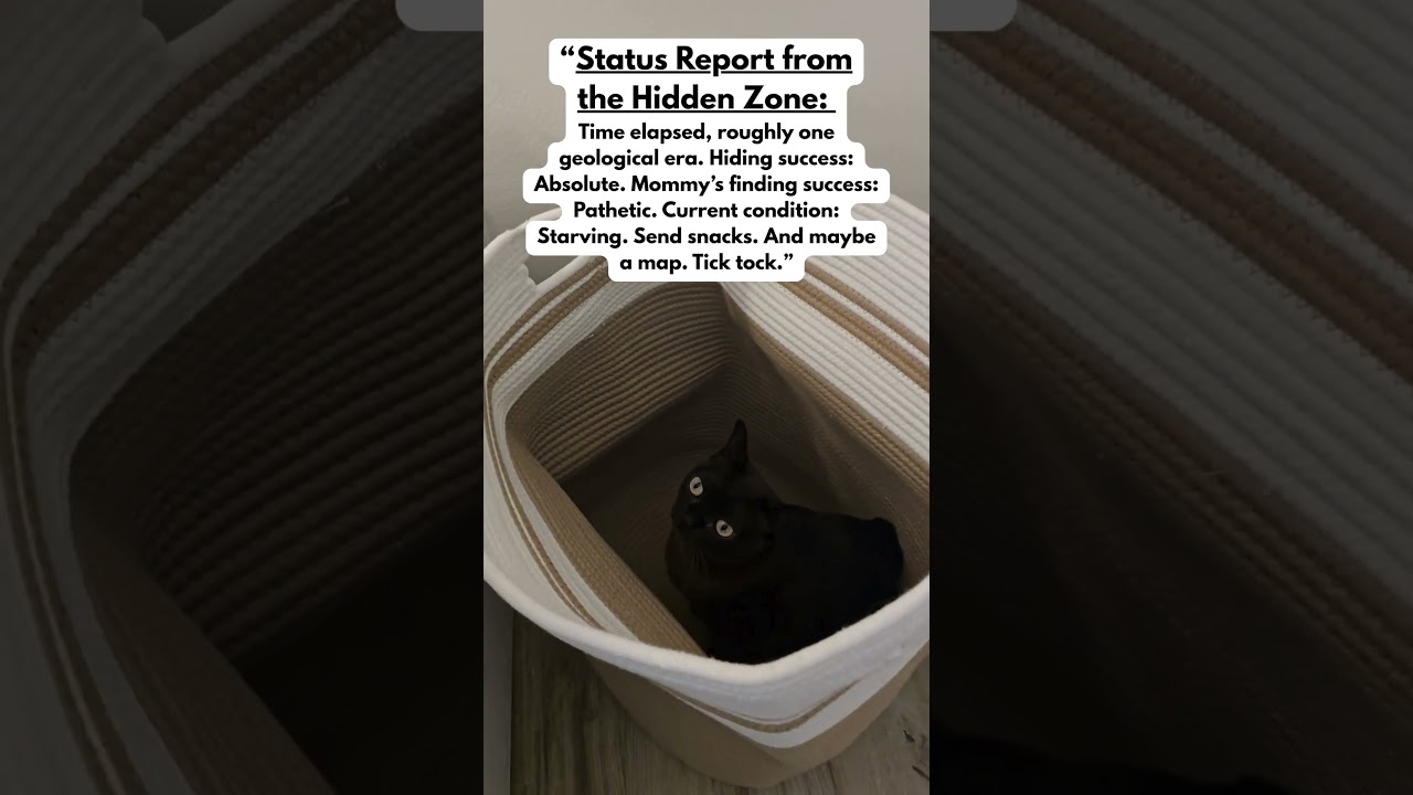 Come Find Me, Mommy! If You Can: A Burmese Cat Story!  #burmesecat #cat #funnyanimals #catlife