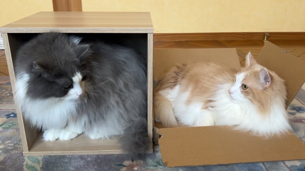 【収納ボックス完成✨】箱が好きすぎるもふ猫たちwwwノルウェージャンフォレストキャットとターキッシュアンゴラ♡