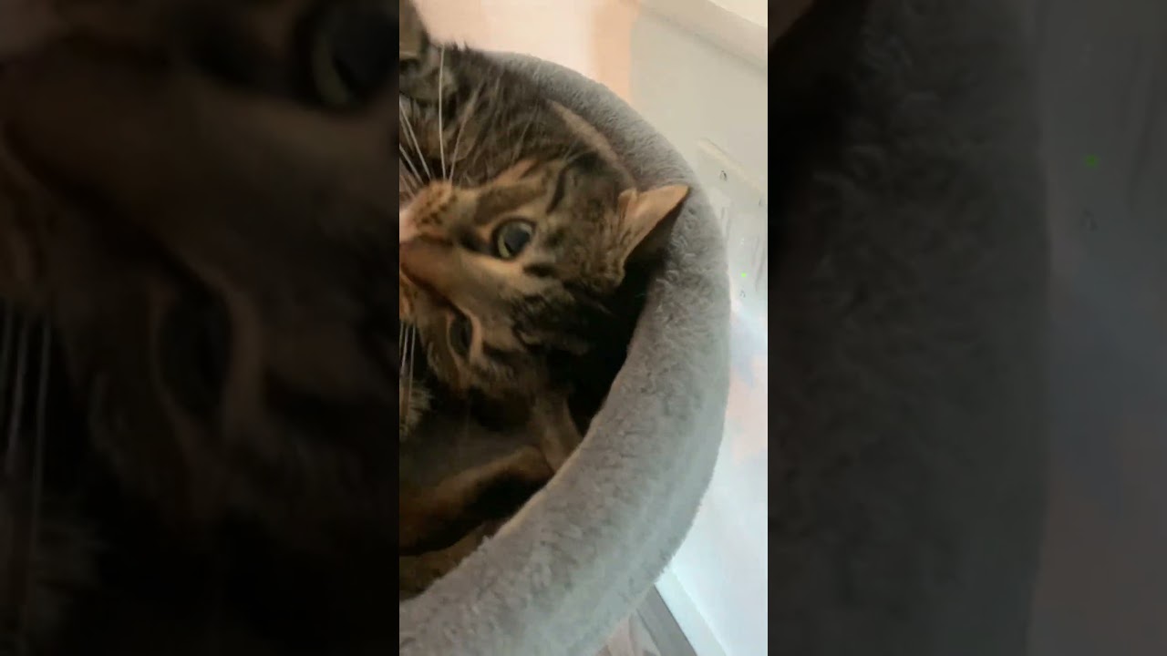 Traz Finds Out He’s Adopted 🐾 | Cutest Reaction Ever!!