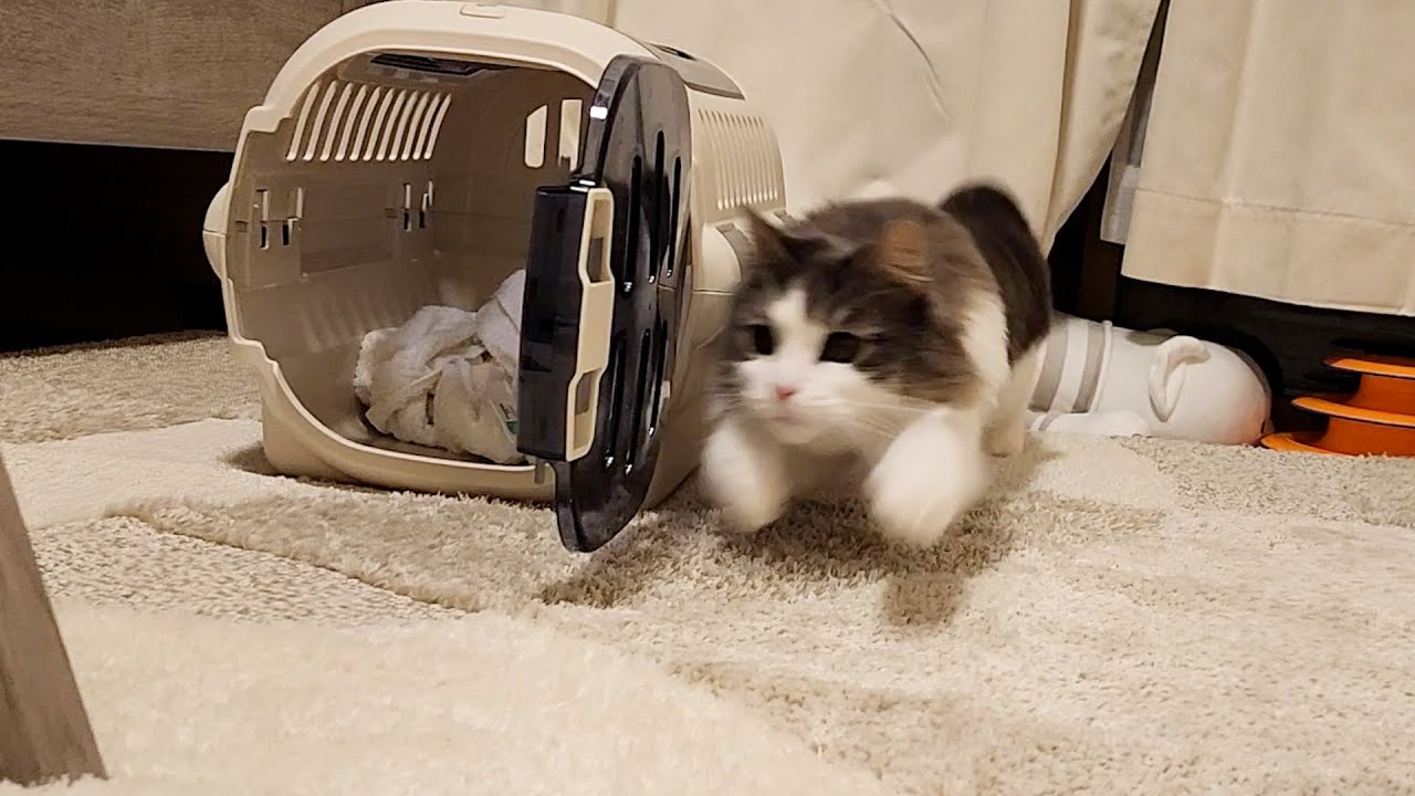 2台目お掃除ロボが我が家に来たら猫がこうなりました【ノルウェージャン３歳】