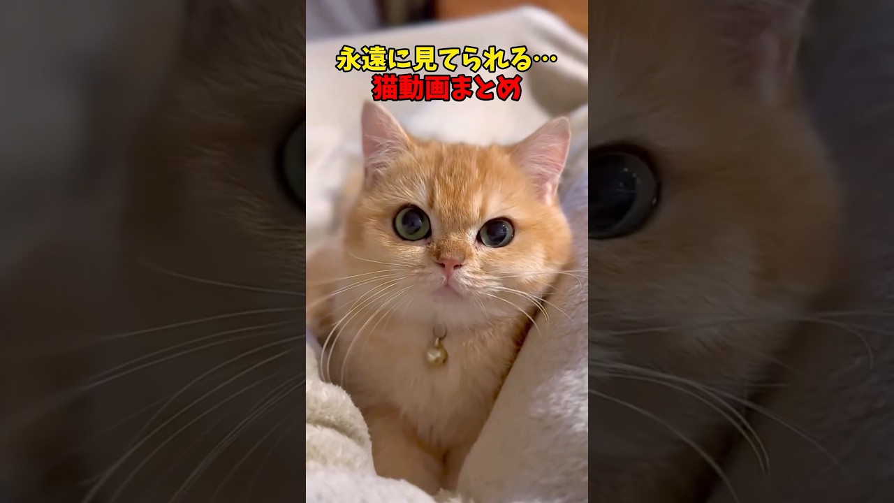 永遠はここにある！ #猫 #cat #cats #ねこ
