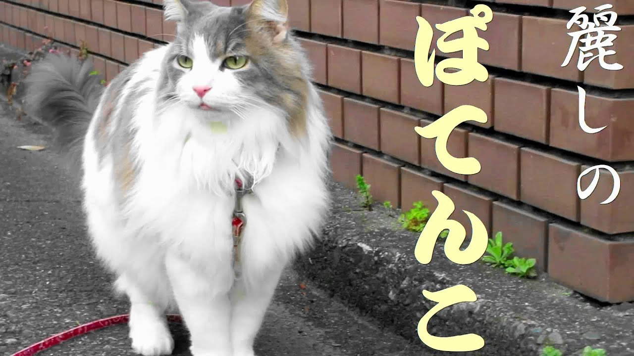 目指せモモ20歳　「帰れソレントへ」替え歌♬「うるわしの〇〇〇〇」ボリューム注意😲👂🌟＃替え歌＃ポチャデブ猫＃ノルウェージャンフォレストキャット