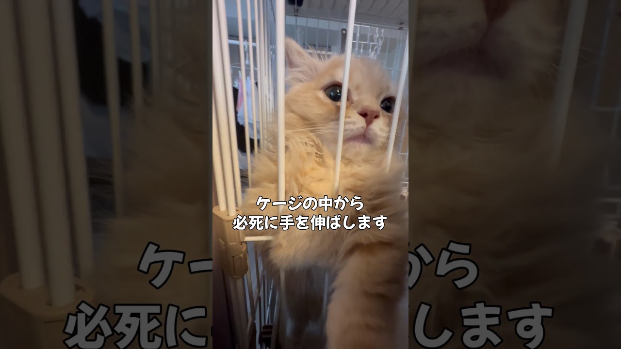 ケージの中から猫パンチ！遊んで欲しいにゃ！！ #子猫 #猫 #癒し #かわいい #動物 #ペット #成長記録 #心が和む #shorts #kitten  #cat #munchkin