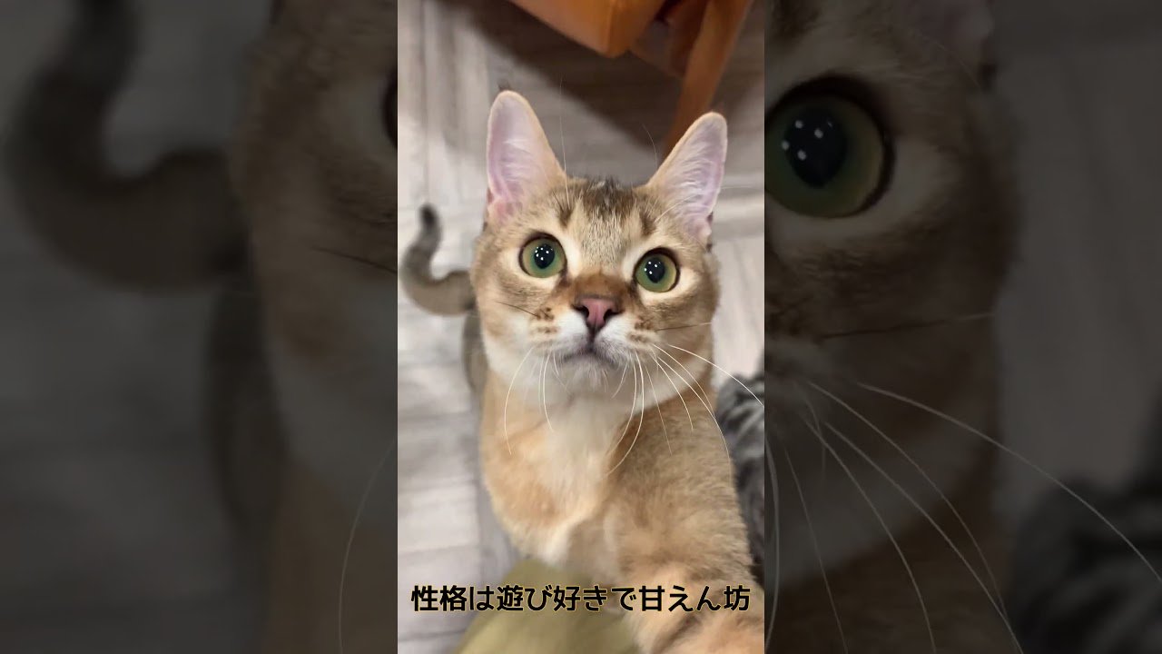最近猫カフェで増えてるアビシニアンってどんな猫？ #cat #猫カフェmocha #ねこ