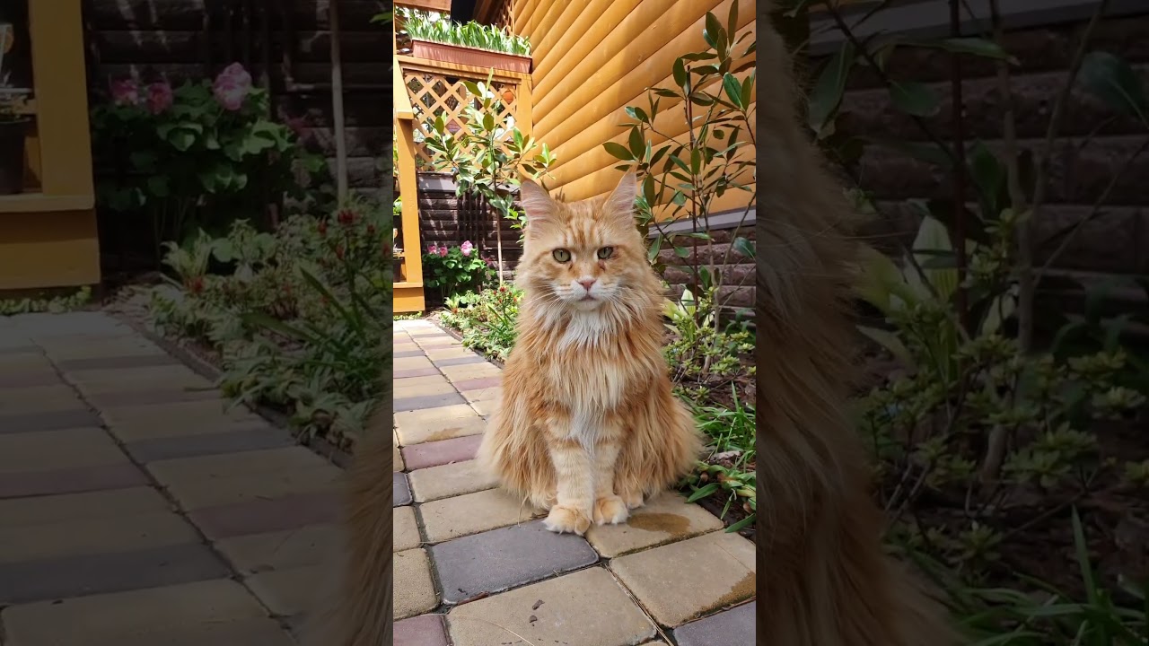 💕Мейн кун Аліса 💕