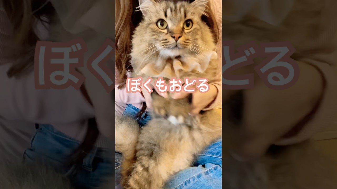 ボクも踊っちゃう💃#ねこ #猫#ねこのいる生活 #かわいい猫 #ねこ好き #ラガマフィン#もふもふ #cat #cute #ragamuffin
