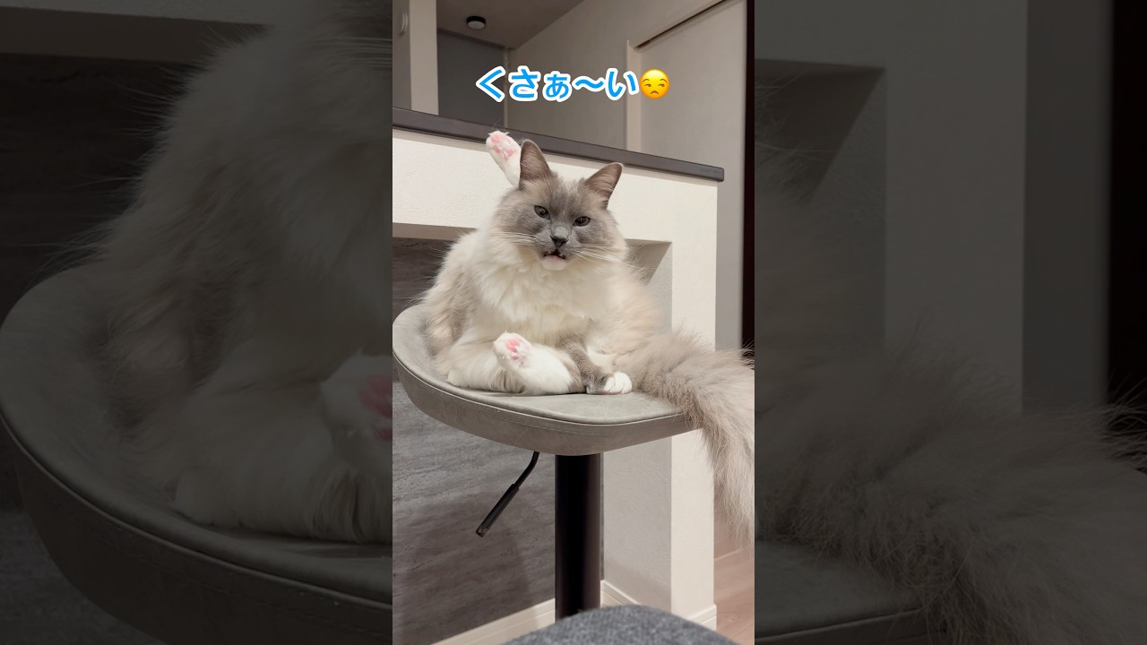 【くさぁ〜い】#ラグドール #猫 #cat #고양이 #ragdollcat  #猫動画 #癒し #ねこ動画  #shorts  #おもしろ動画  #かわいい猫 #cats #cutecat