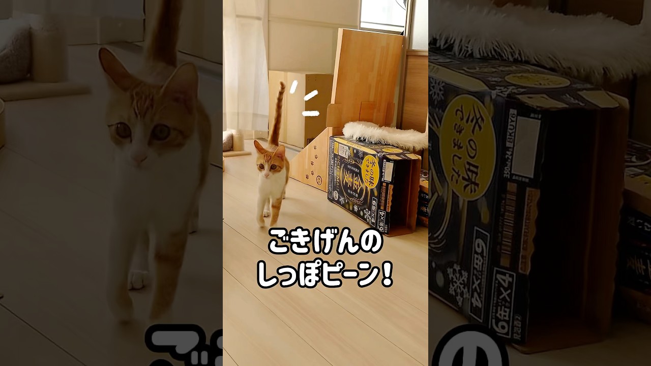 しっぽをピーンと立ててママのところへ行く甘えんぼ子猫！#ねこ #猫 #子猫 #茶白猫 #保護猫 #茶トラ白 #cutecat #Kitty #cat #猫好きさんと繋がりたい