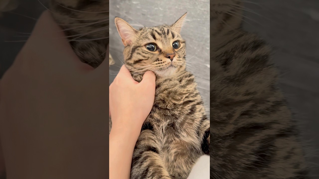 寝起きスコティッシュを愛でる飼主たちwww #shorts #猫 #cat