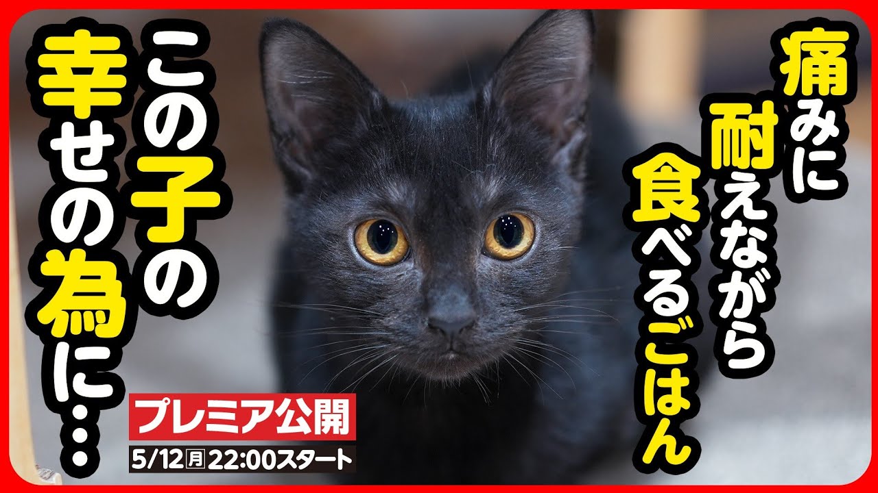 【子猫 保護】痛みに耐えながらご飯を食べる日々...この子の苦痛を無くしてあげたい