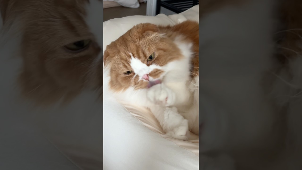 寝る前のルーティン　#scottishfold #cat #スコティッシュフォールド #ねこちゃん #ふわもこ部