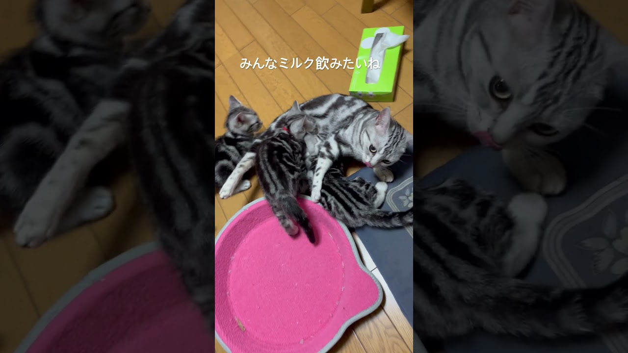 生後52日目子猫たちの力が強くてママが押されて動く#アメショ#アメリカンショートヘア#子猫#cat#cats#猫の日常