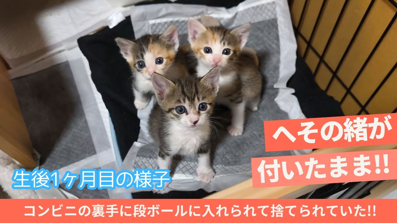 【保護猫 子猫】生後1ヶ月の3匹の子猫達のやんちゃぶりが可愛すぎる。(へその緒が付いている子猫を保護。コンビニ裏手に捨てられて低体温で発見された3匹の子猫)