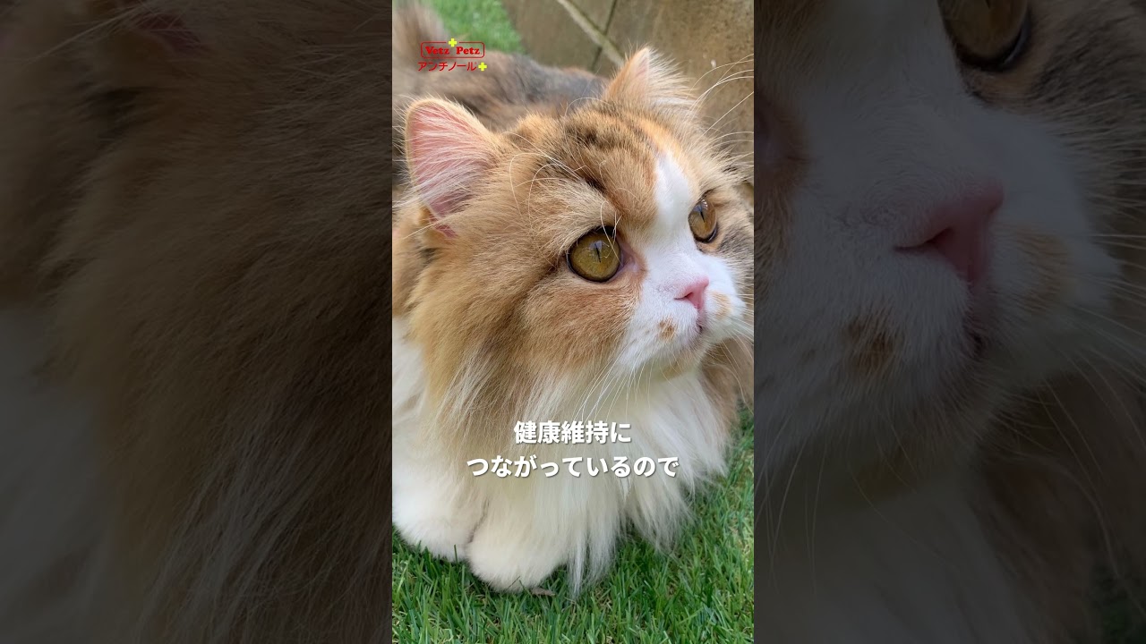 ラガマフィンのくるみちゃん＆ソマリのこてつくん🐱の飼い主さんにインタビュー！【第1弾】　#猫