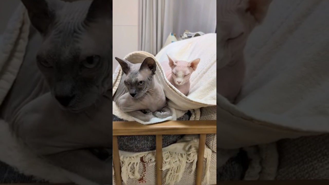仲良し兄妹の毛のない猫が可愛すぎる【スフィンクス】