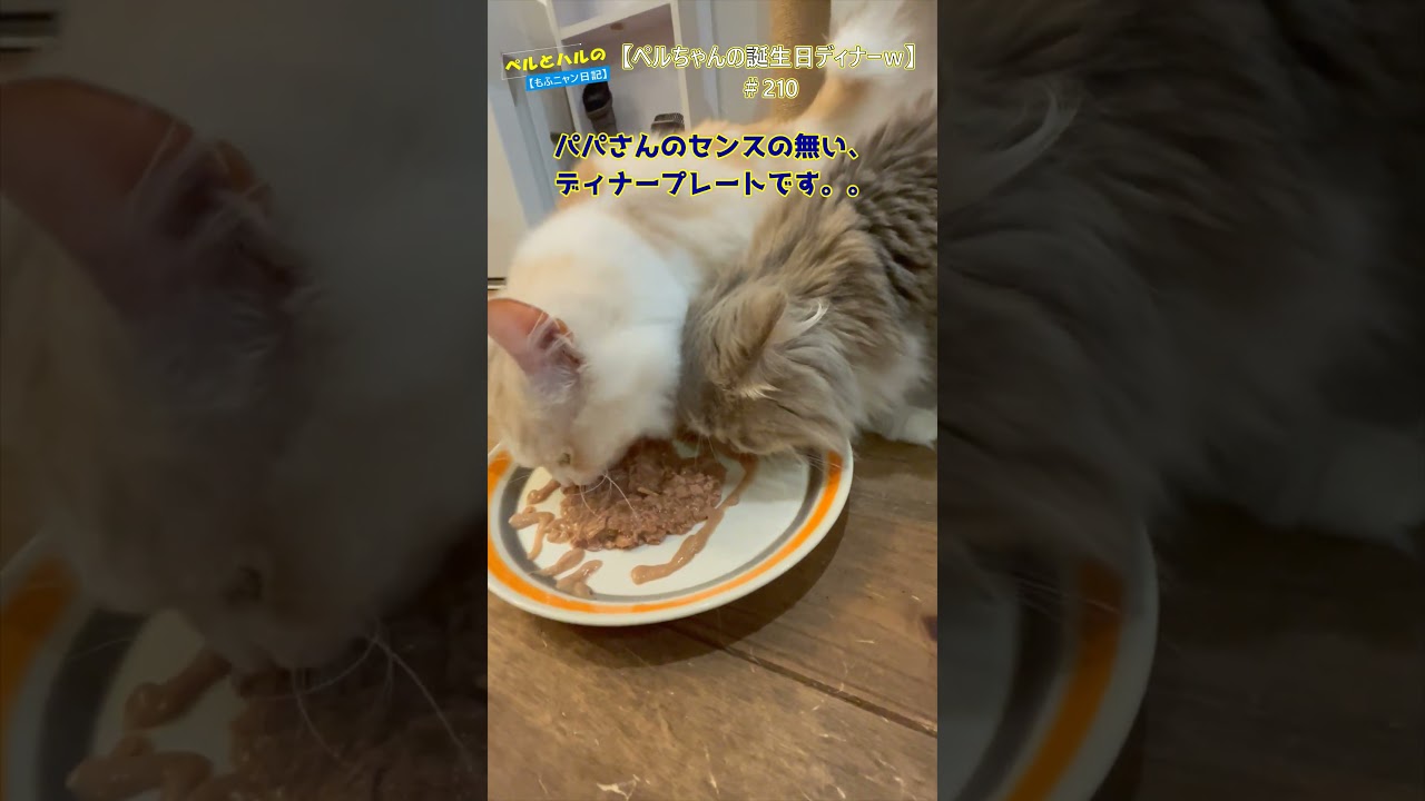 【ペルちゃんのスペシャルディナー！】＃210 #長毛猫 #cat #ねこ＃セルカークレックス＃スコティッシュ＃誕生日＃スペシャル