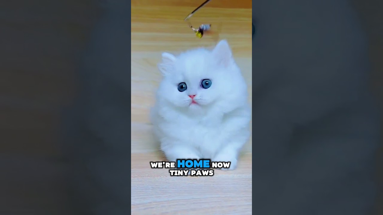 What Happens When You Bring Home a Rare White Kitten with Blue Eyes?