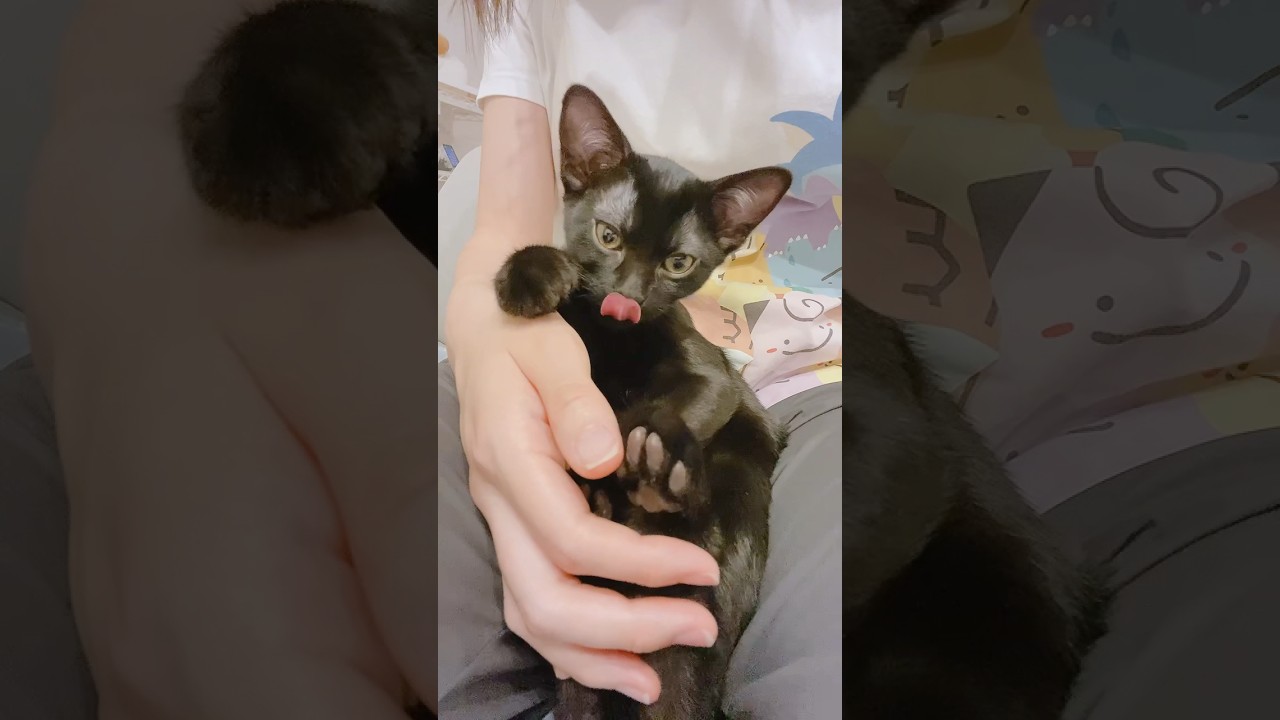 毛づくろい中に自分の可愛さに気づく子猫 #ネコ #cat #猫のいる暮らし #黒猫 #ボンベイ