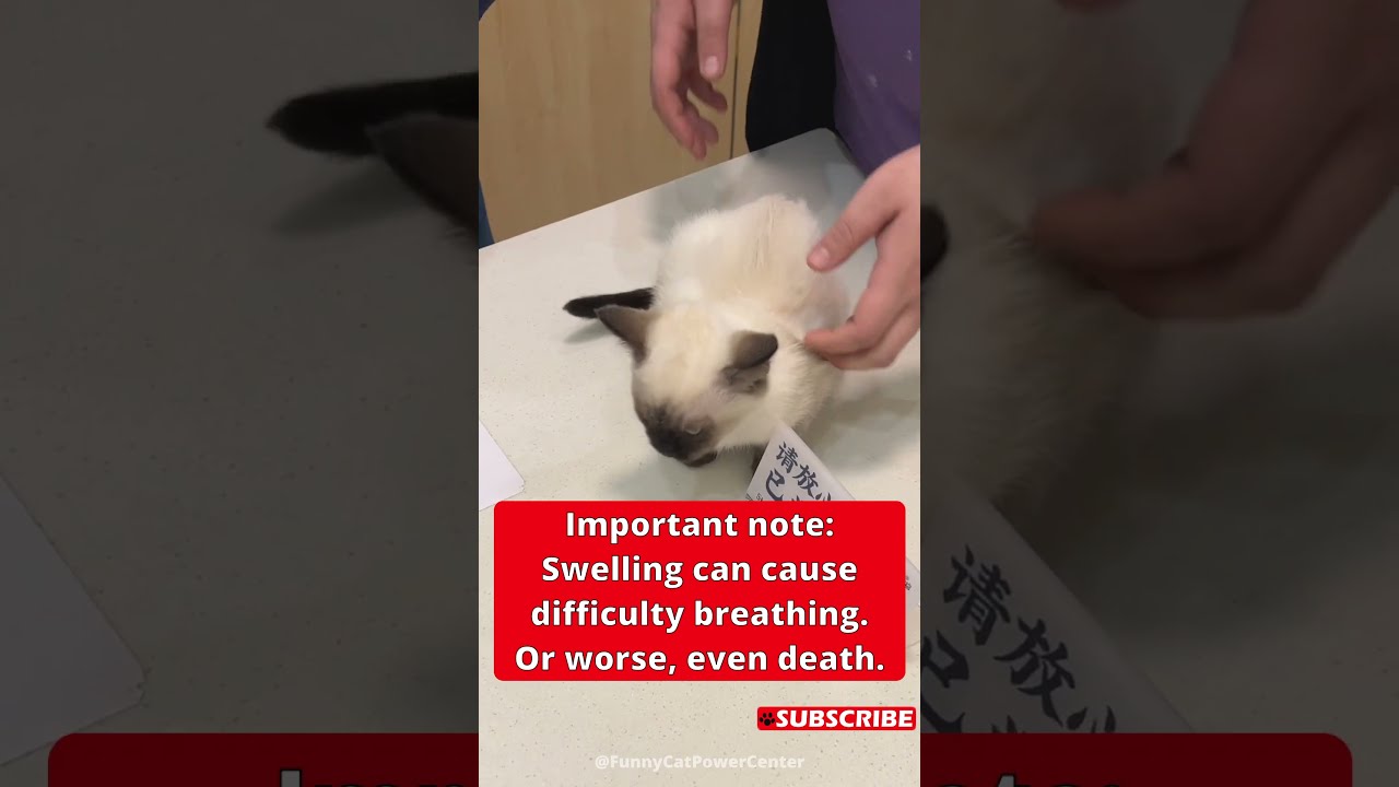 Cats can also be allergic to vaccines #cat #cute #pets #animals