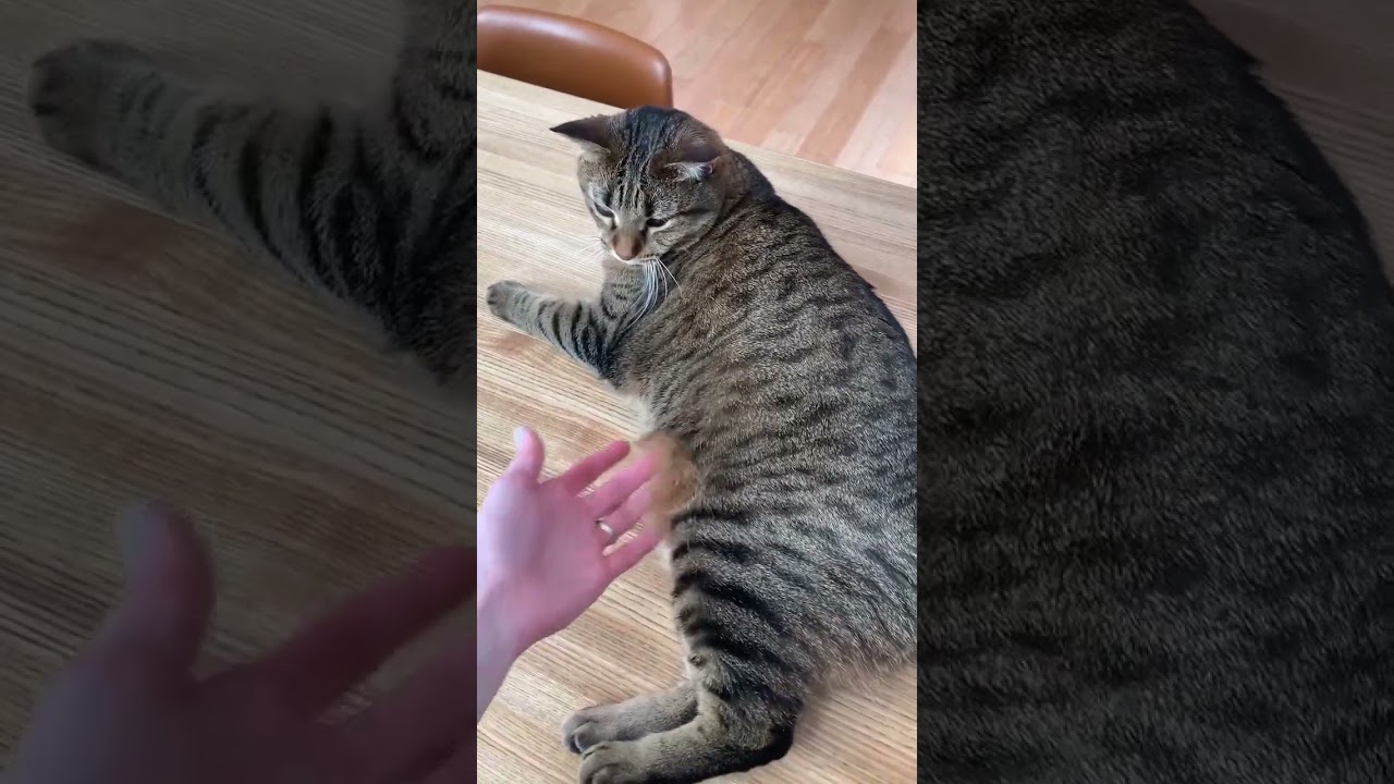 Manxcat chubby belly 😜🤷‍♀️🎸 #prettywoman #manxcat #justforfun