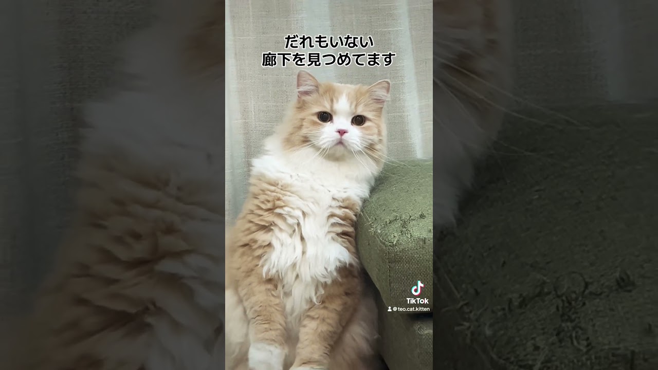 そこになにかだれか…いたのかな#cat #catvideos #funnycats #猫のいる暮らし #fyp #horror #catshorts