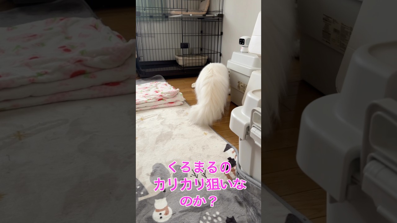 慣れない保護猫に接近する先住猫　ラガマフィン白猫ななちゃん仲良くなれるかな　#shorts #cat #ラガマフィン #ragamuffin #ねこのいる暮らし