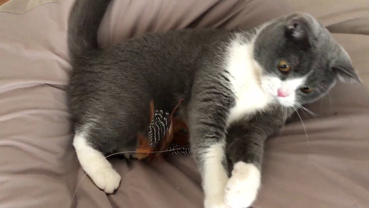 カインズホーム　交換できる伸縮猫じゃらし｜ ブリティッシュショートヘア 猫の小鉄