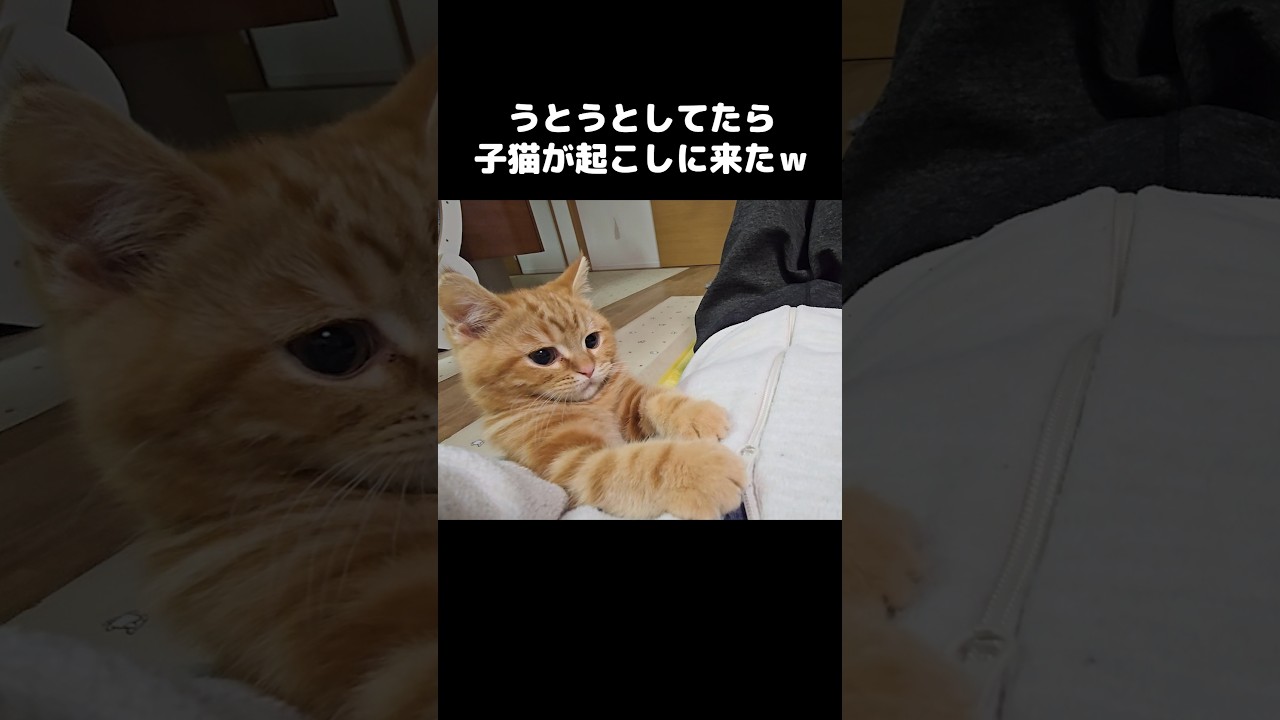 子猫が起こしに...5秒後かわいい現象が...Kitten tries to wake me up… then 5 seconds later THIS happens 😭💤