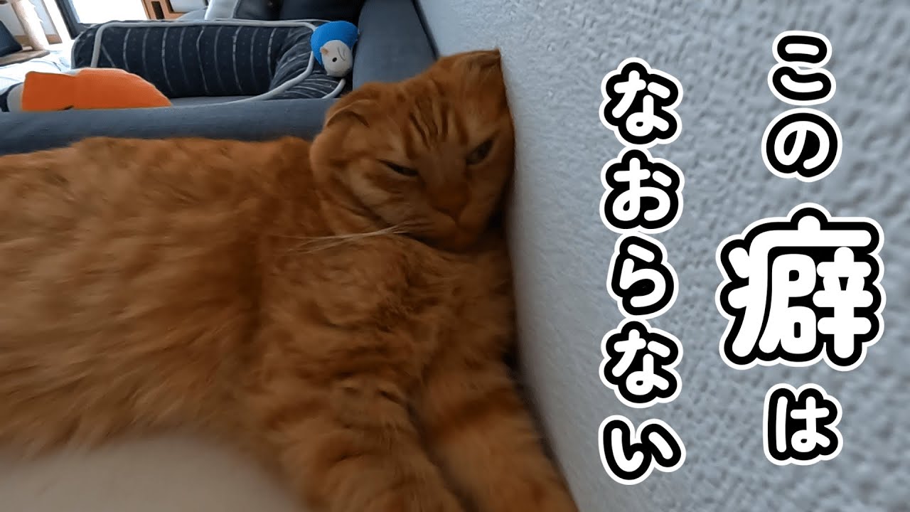 【OMOIDE-28】直らない習慣、、いや、直したくない習慣【スコティッシュフォールド】