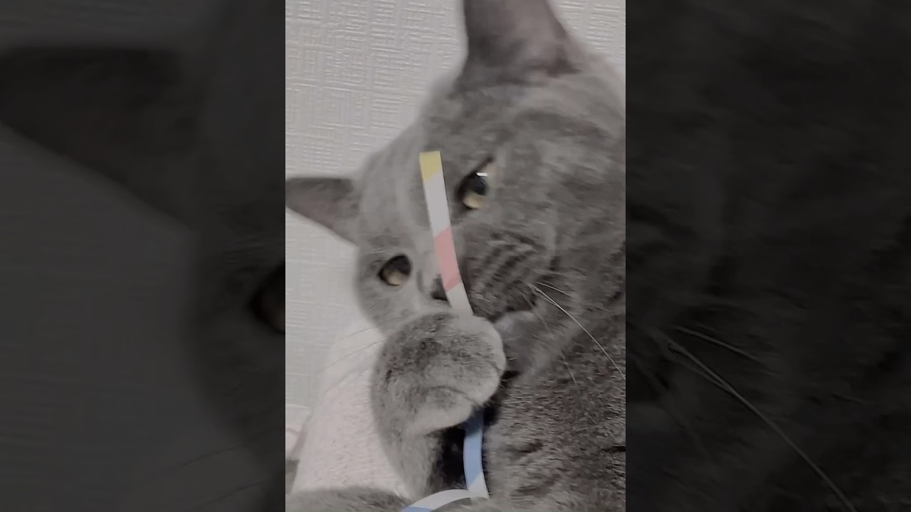 같은 장소, 같은 시간 아이들 #tuxedocat #Shorts #샤트룩스 #chartreux #턱시도고양이 #シャルトリュー #pets #cats #svveetpea