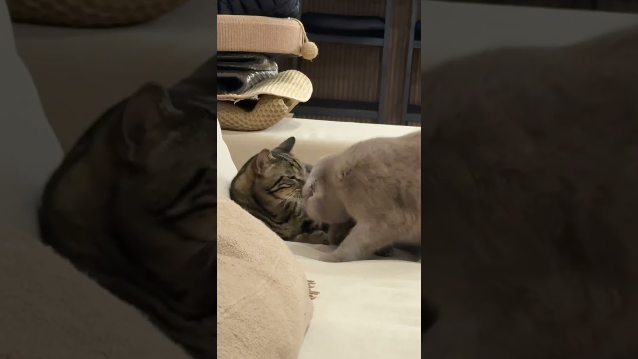 WE CAUGHT HIM RED HANDED! #foryou #youtubeshorts #funny #cat #pets #love #viralvideo #cute #free