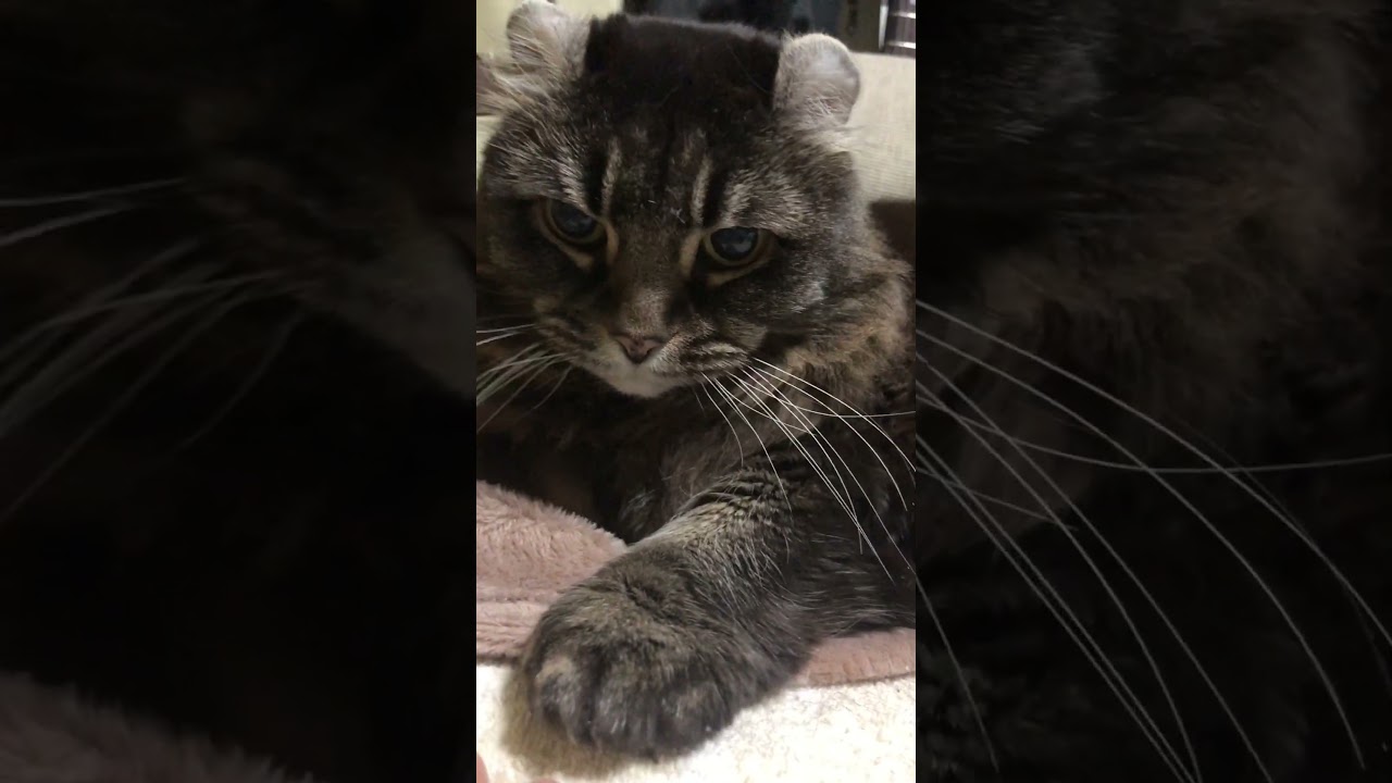 アメリカンカール#Americancurl#猫のいる暮らし #ELO#Confusion￼￼#80smusic
