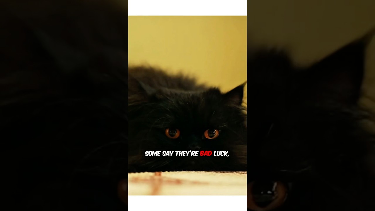 Black Cats Aren’t Bad Luck! #shorts