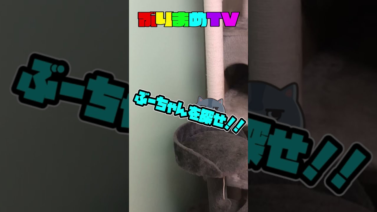 でぶ猫マンチカンを探せ #shorts