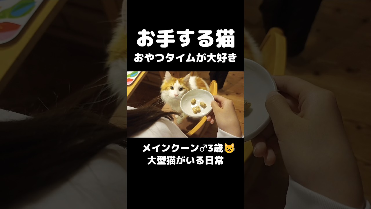 お手を覚えた大型猫メインクーン #猫のいる生活 #猫 #メインクーン #ハチワレ #mainecoon #cat