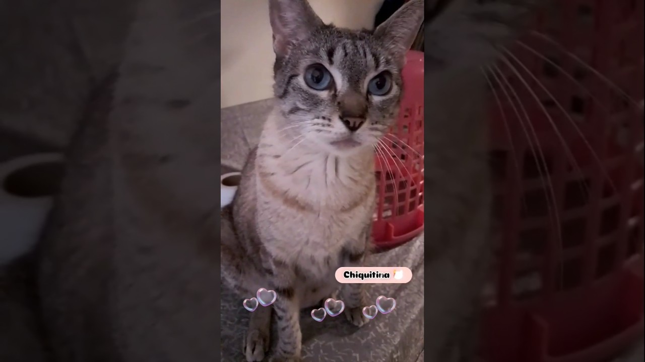 Chiquitina 😻#viralcat #viral #cat  #gatitostiernos #gatitosnegros #catlover #gatosgrasiosos#pets