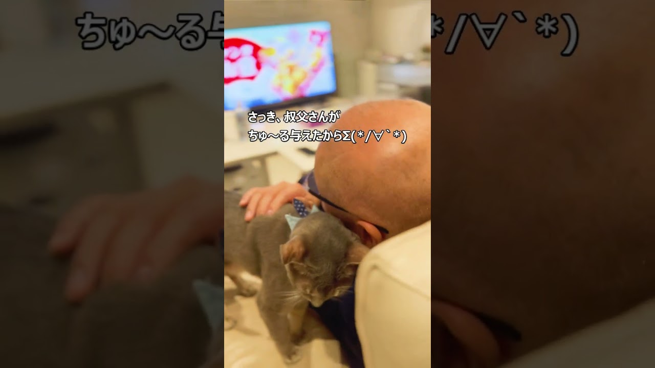 叔父さんとれのんのスキンシップ （前回の続き）#アビシニアン #ロシアンブルー #cat #猫のいる暮らし